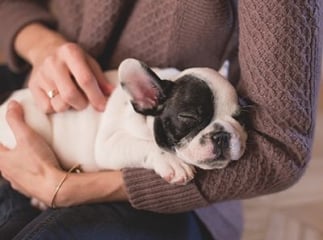 puces du chien